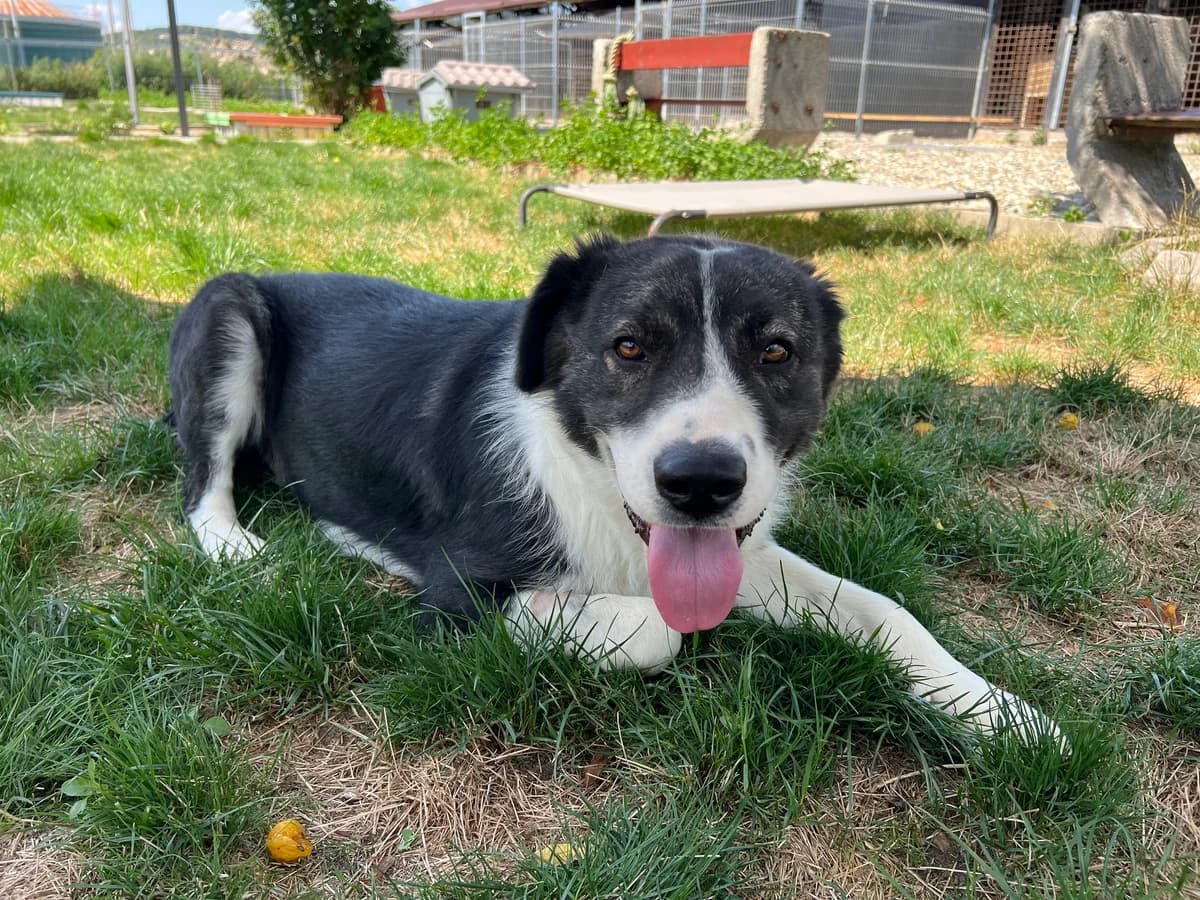 Mellie, schwarz female 6yo Mixed Breed for adoption at Ein Herz für Streuner e.V., München