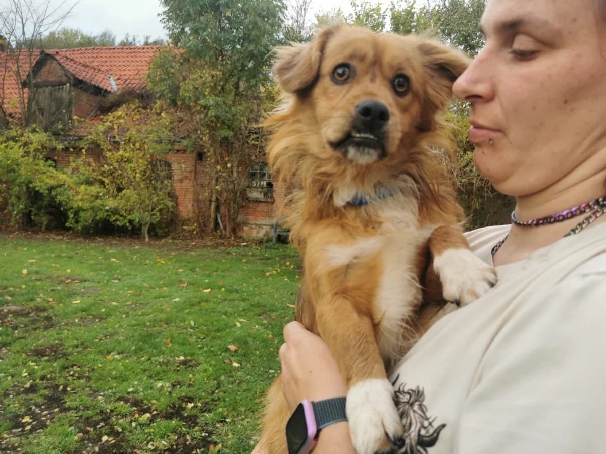 Mellow, male puppy Mixed Breed for adoption at Ein Herz für Streuner e.V., München
