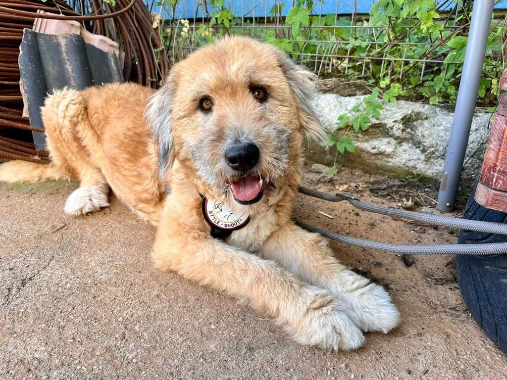 Melly, female senior Mixed Breed for adoption at Ein Herz für Streuner e.V., München