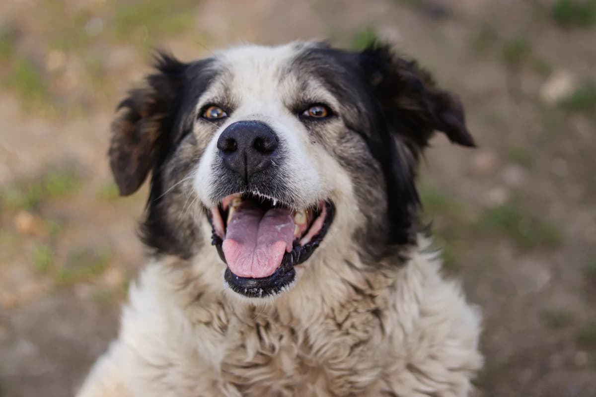 Melly, weiß female senior Mixed Breed for adoption at Ein Herz für Streuner e.V., München