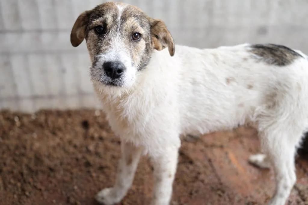 Melly, female puppy Mixed Breed for adoption at Ein Herz für Streuner e.V., München
