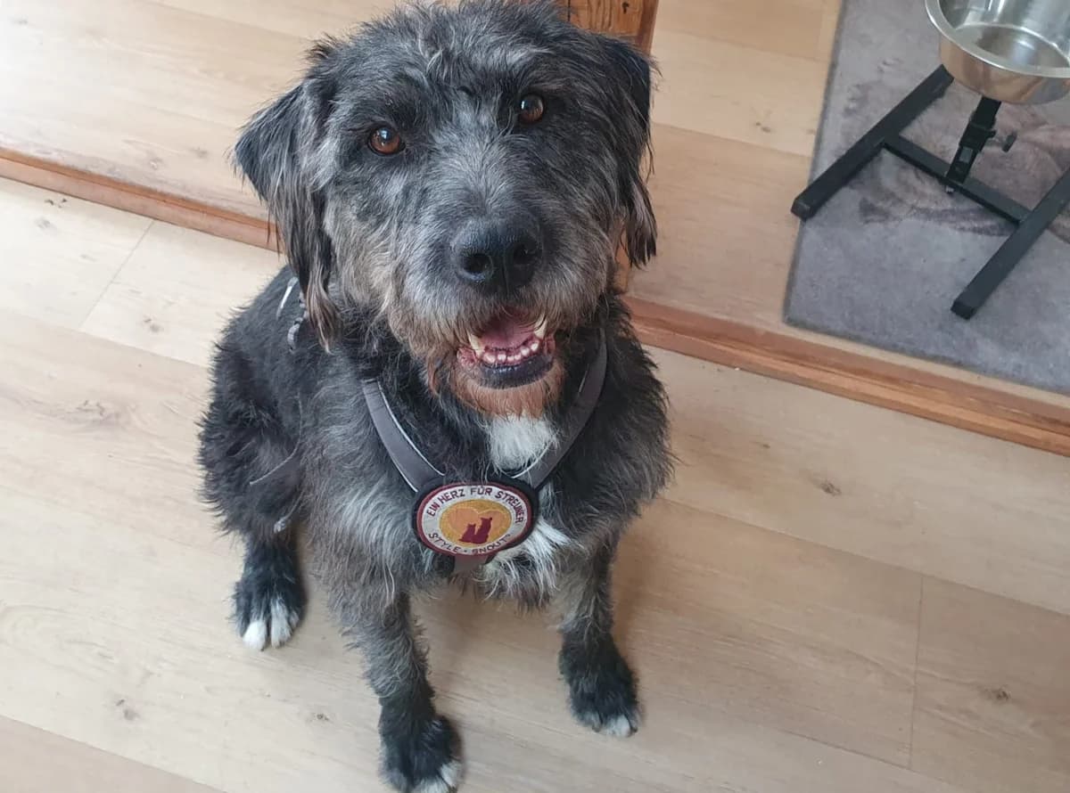Melody, female 5yo Mixed Breed for adoption at Ein Herz für Streuner e.V., München