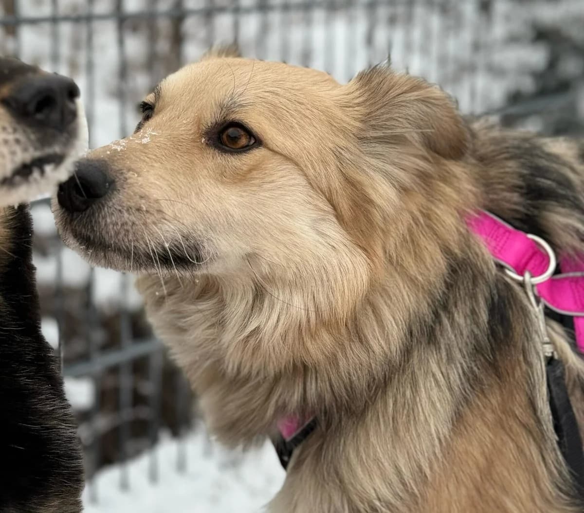 Meltemi, female 3yo Mixed Breed for adoption at Ein Herz für Streuner e.V., München