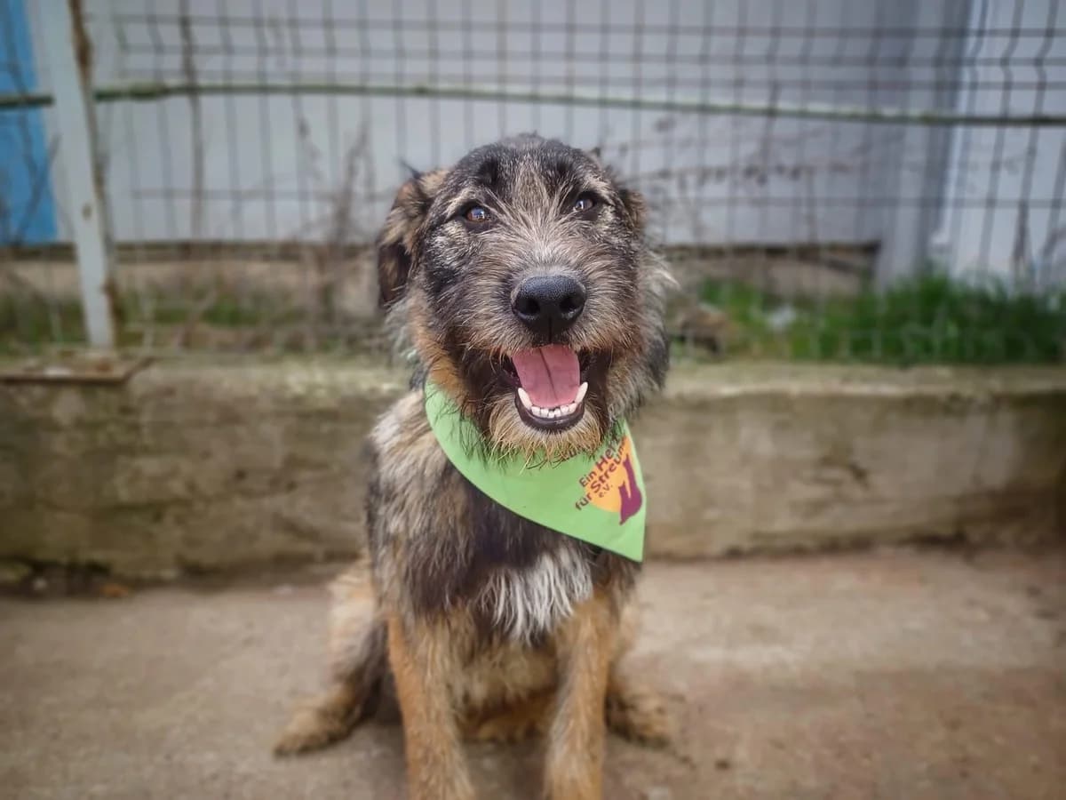 Melvin, male 5yo Mixed Breed for adoption at Ein Herz für Streuner e.V., München