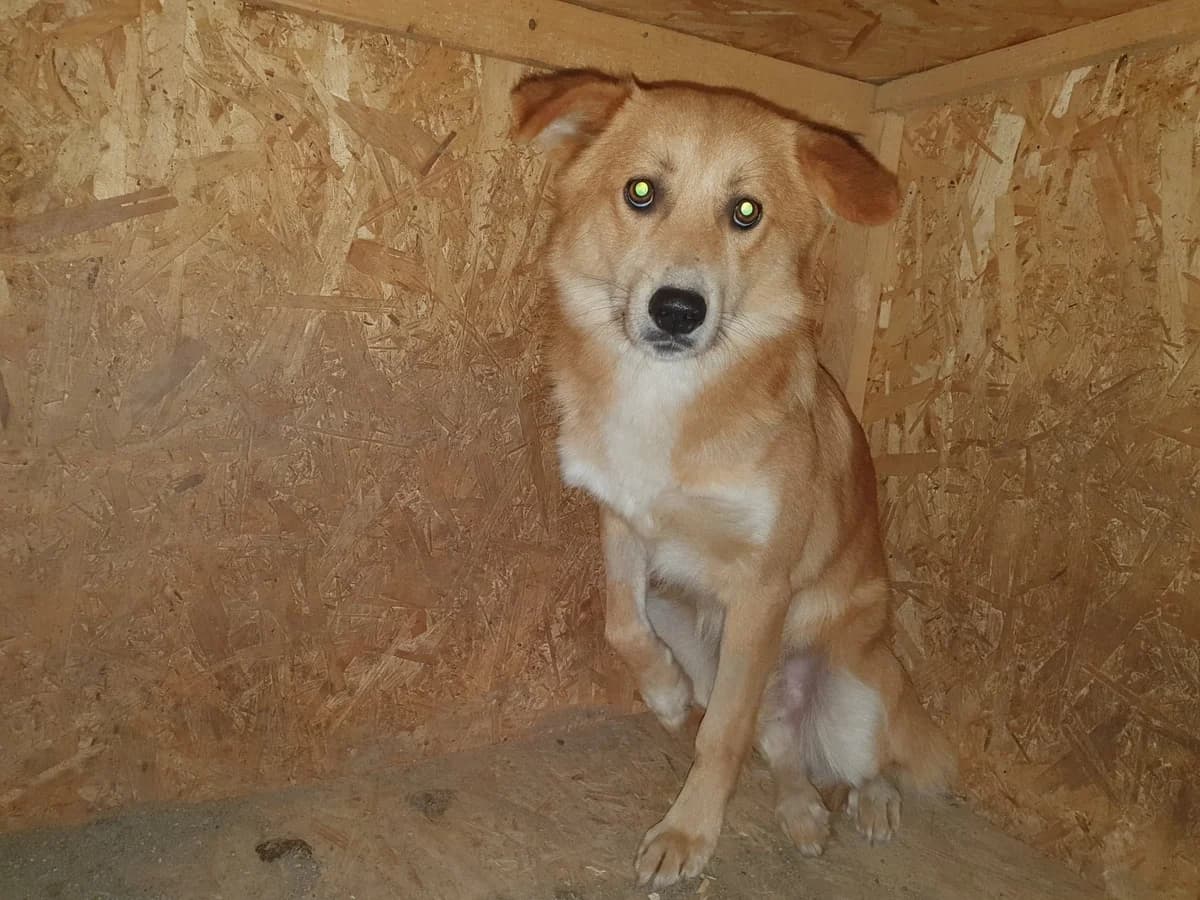 Mendo, male young Mixed Breed for adoption at Ein Herz für Streuner e.V., München