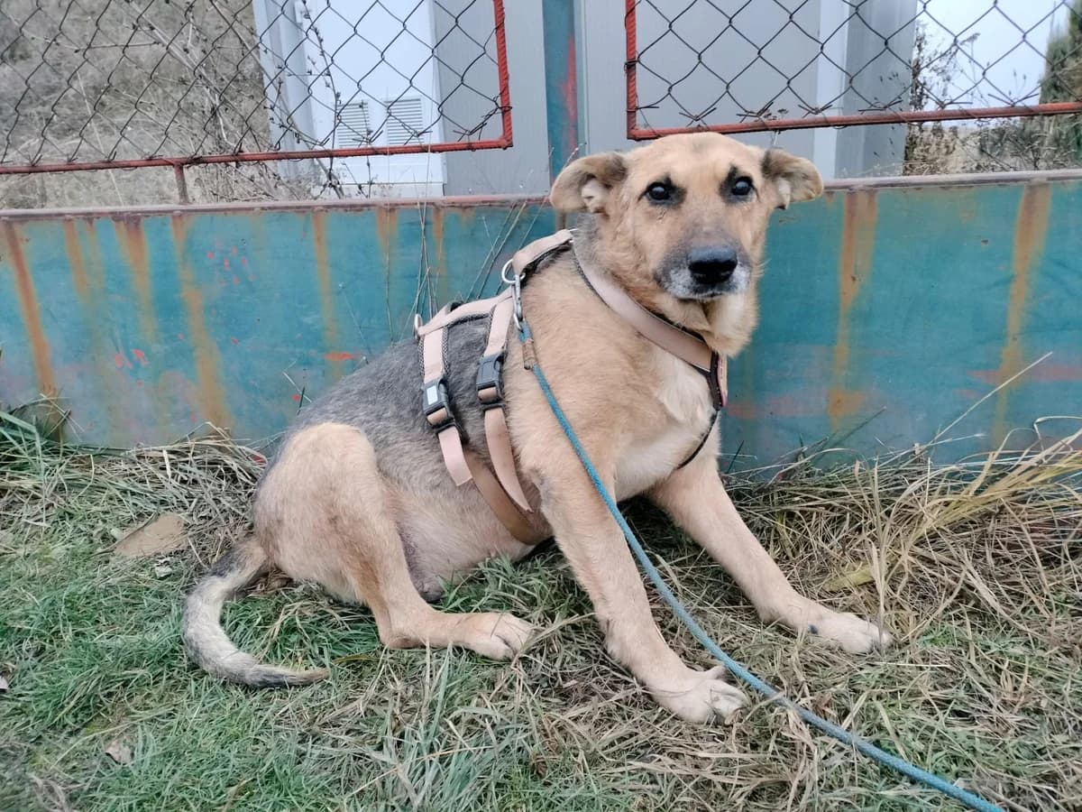 Menelaos, male senior Mixed Breed for adoption at Ein Herz für Streuner e.V., München