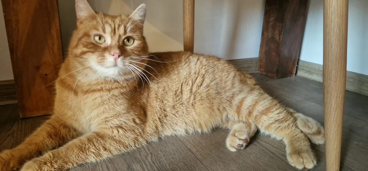 Mephisto, male 4yo Mixed Breed for adoption at Ein Herz für Streuner e.V., München