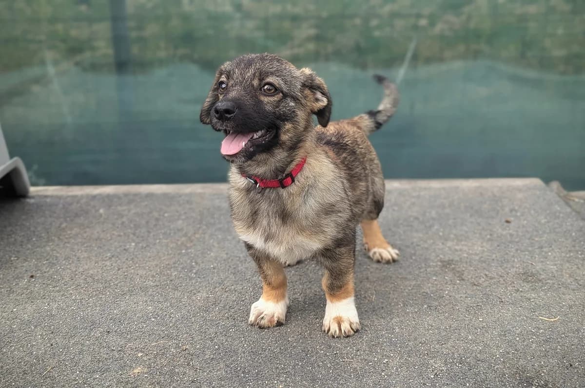 Mera, grau female puppy Mixed Breed for adoption at Ein Herz für Streuner e.V., München