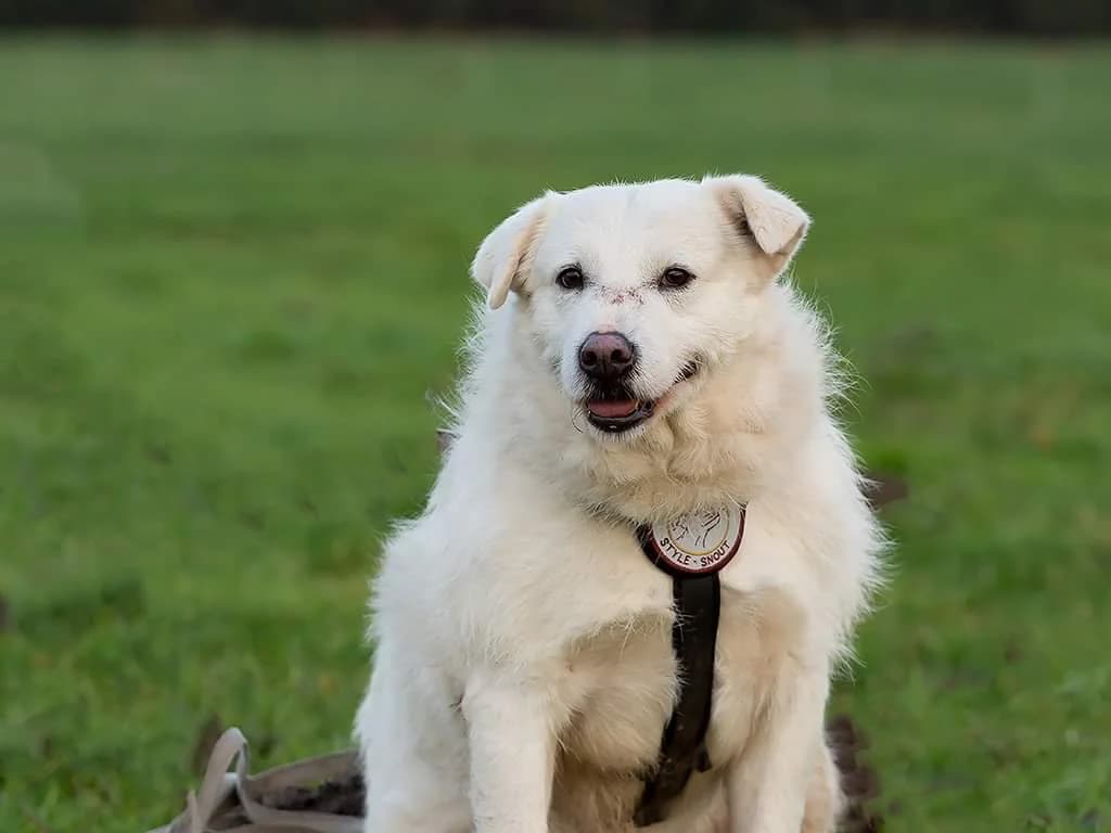 Mercy, weiß male senior Mixed Breed for adoption at Ein Herz für Streuner e.V., München