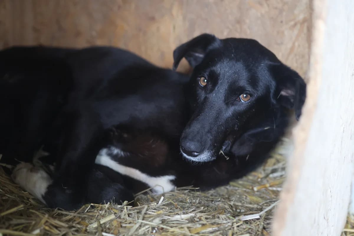 Merida, female 5yo Mixed Breed for adoption at Ein Herz für Streuner e.V., München