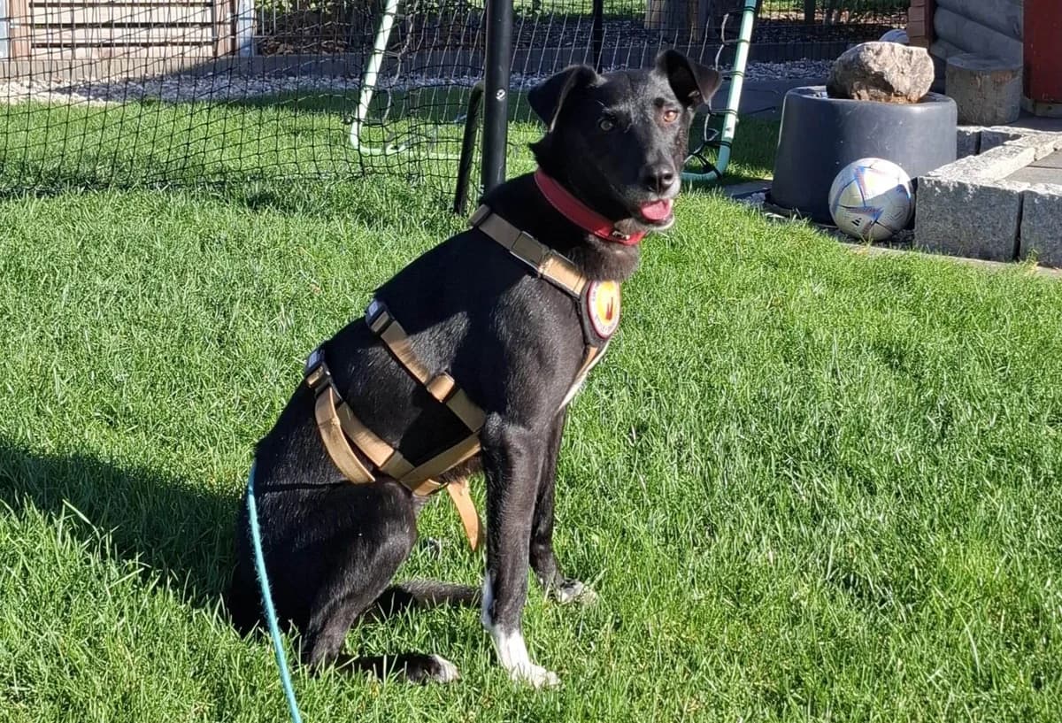 Merida, female 5yo Mixed Breed for adoption at Ein Herz für Streuner e.V., München
