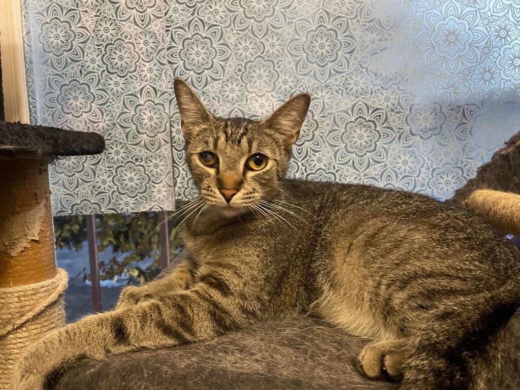 Merino, male young Mixed Breed for adoption at Ein Herz für Streuner e.V., München