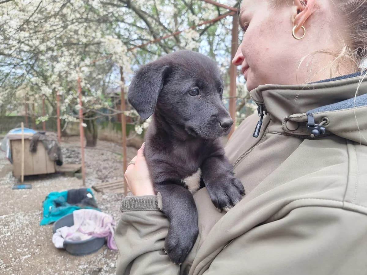 Merle, merle female puppy Mixed Breed for adoption at Ein Herz für Streuner e.V., München
