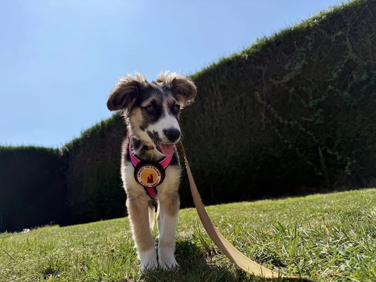 Merle, merle female puppy Mixed Breed for adoption at Ein Herz für Streuner e.V., München
