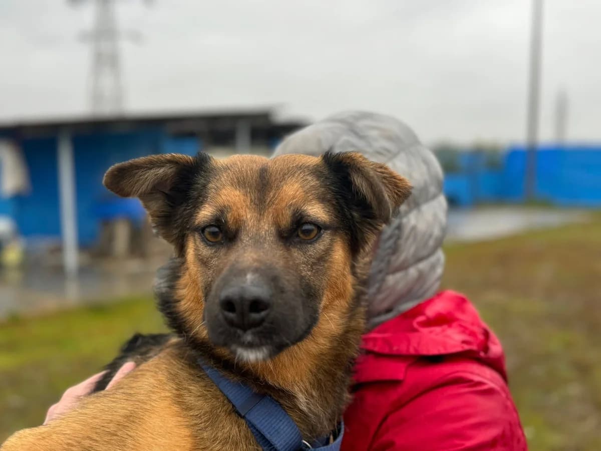 Merle, merle female 3yo Mixed Breed for adoption at Ein Herz für Streuner e.V., München