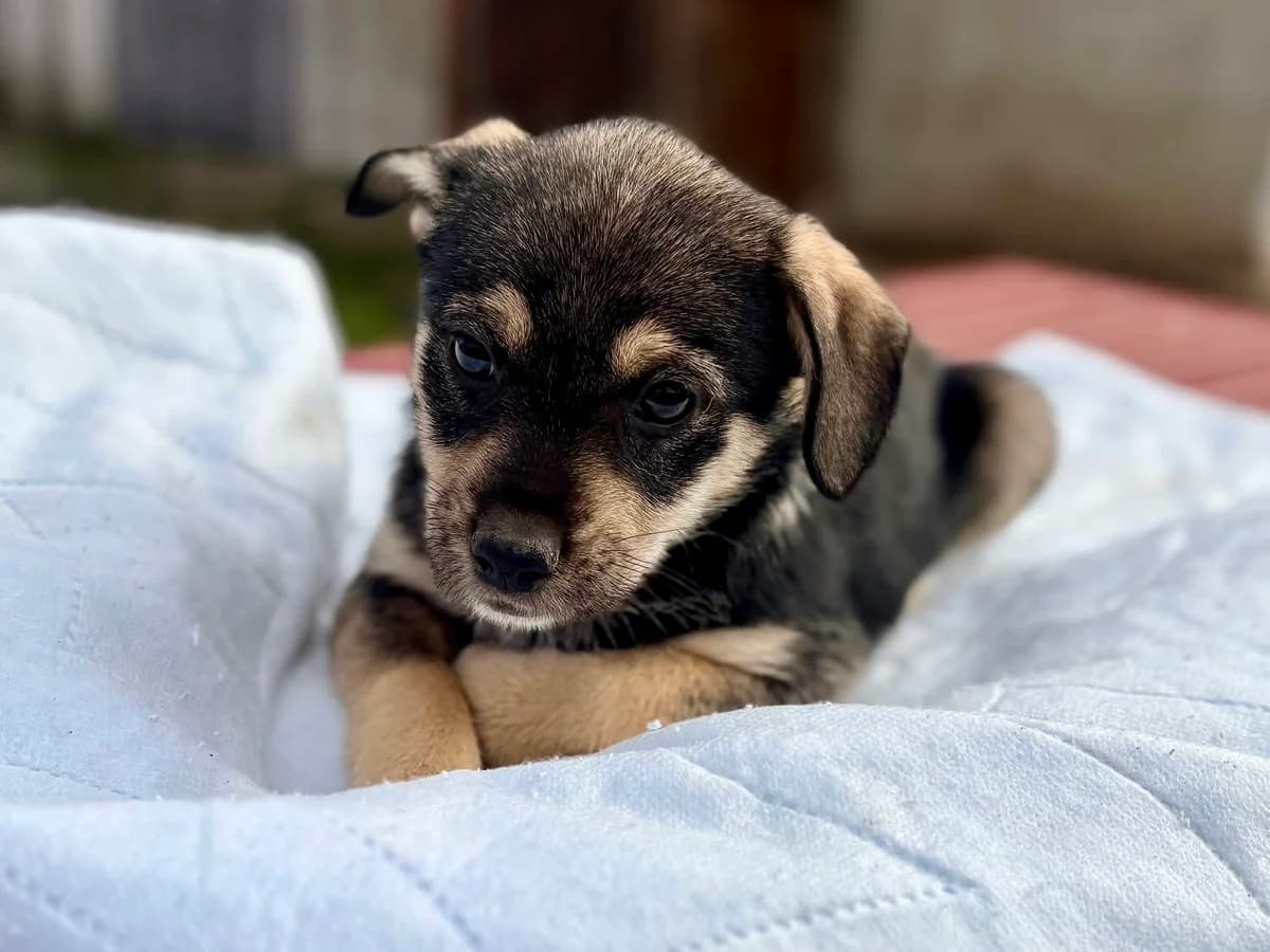 Merle, merle female puppy Mixed Breed for adoption at Ein Herz für Streuner e.V., München