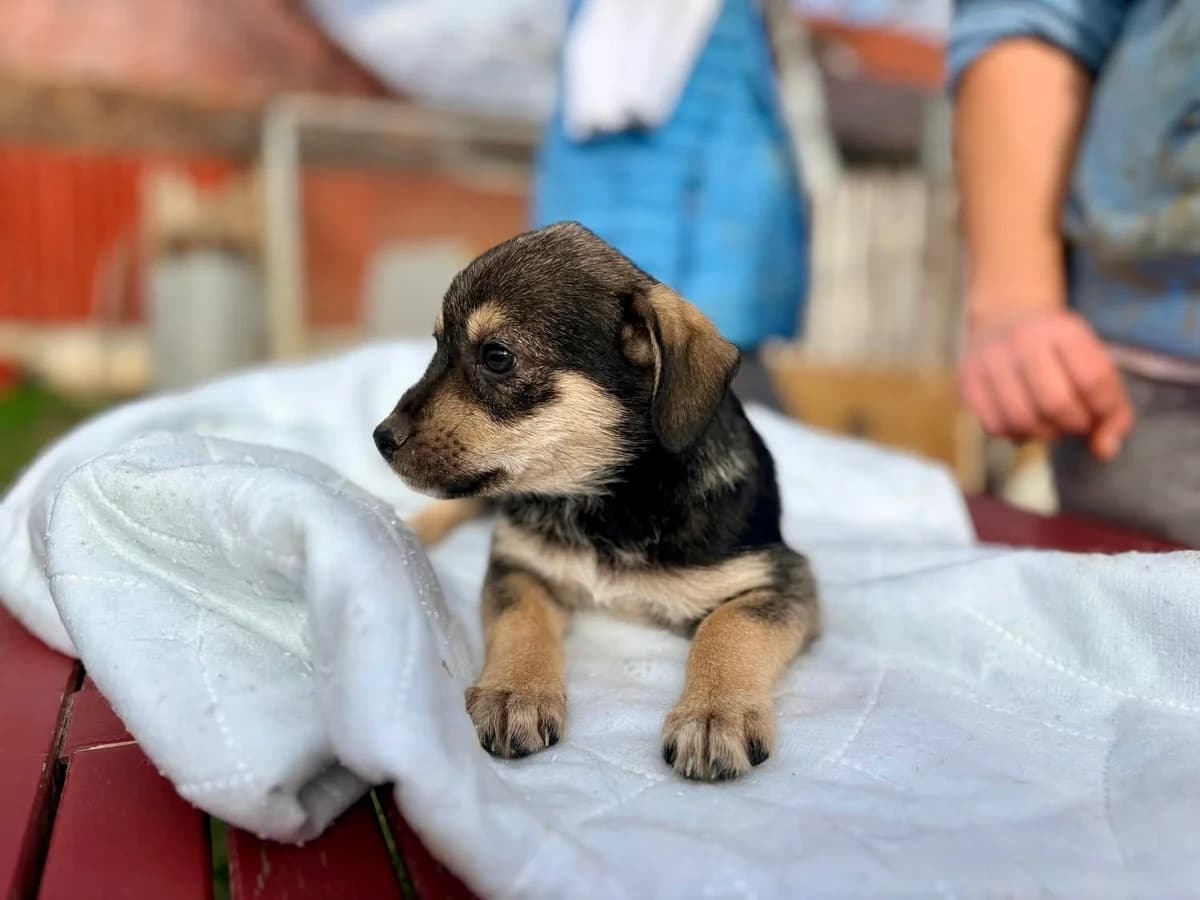 Merle, merle female puppy Mixed Breed for adoption at Ein Herz für Streuner e.V., München