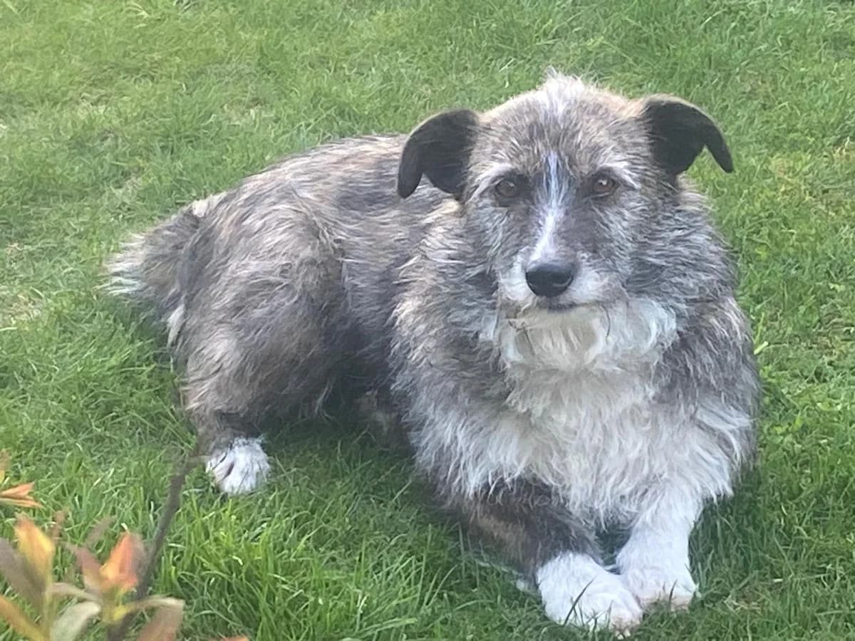Merle, merle female 3yo Mixed Breed for adoption at Ein Herz für Streuner e.V., München