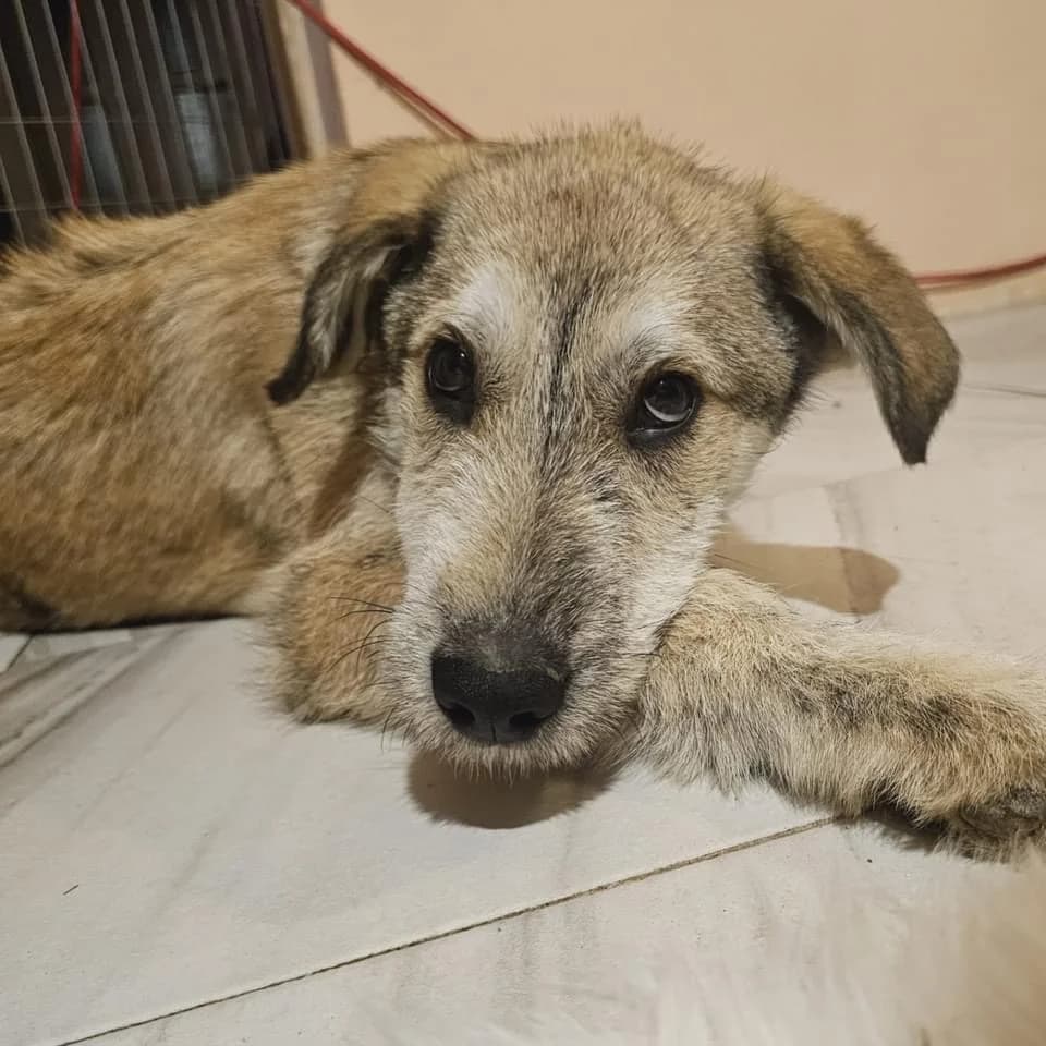 Merlin, male puppy Mixed Breed for adoption at Ein Herz für Streuner e.V., München