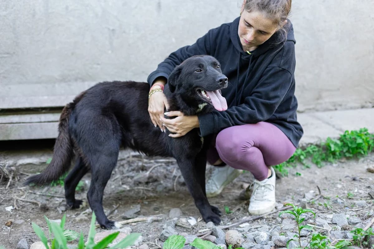 Merlin, male young Mixed Breed for adoption at Ein Herz für Streuner e.V., München