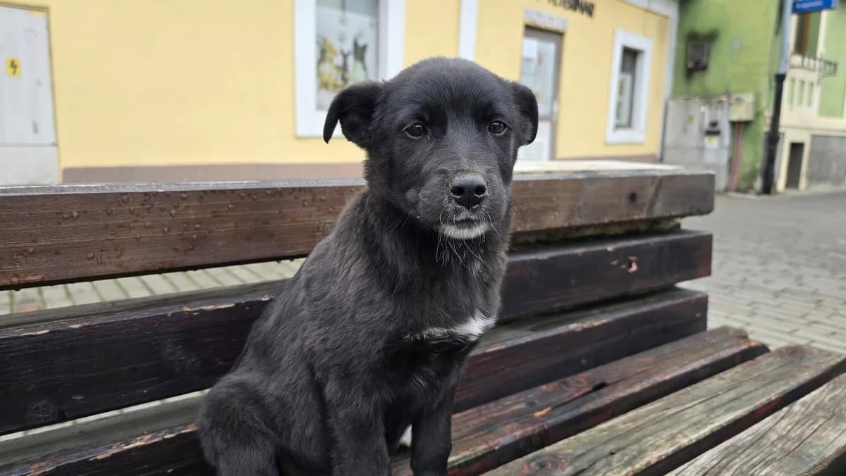 Merlin, weiß male puppy Mixed Breed for adoption at Ein Herz für Streuner e.V., München