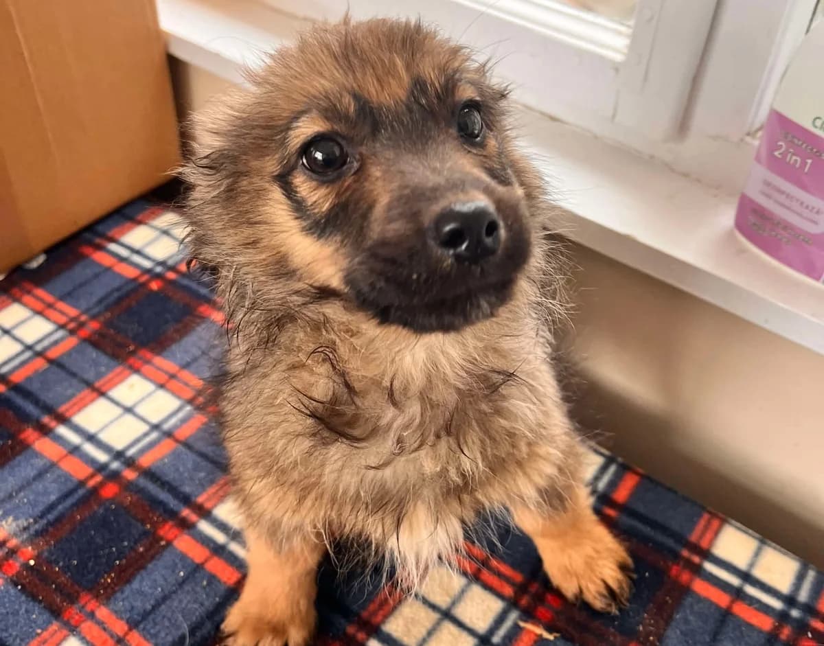 Merlin, male puppy Mixed Breed for adoption at Ein Herz für Streuner e.V., München