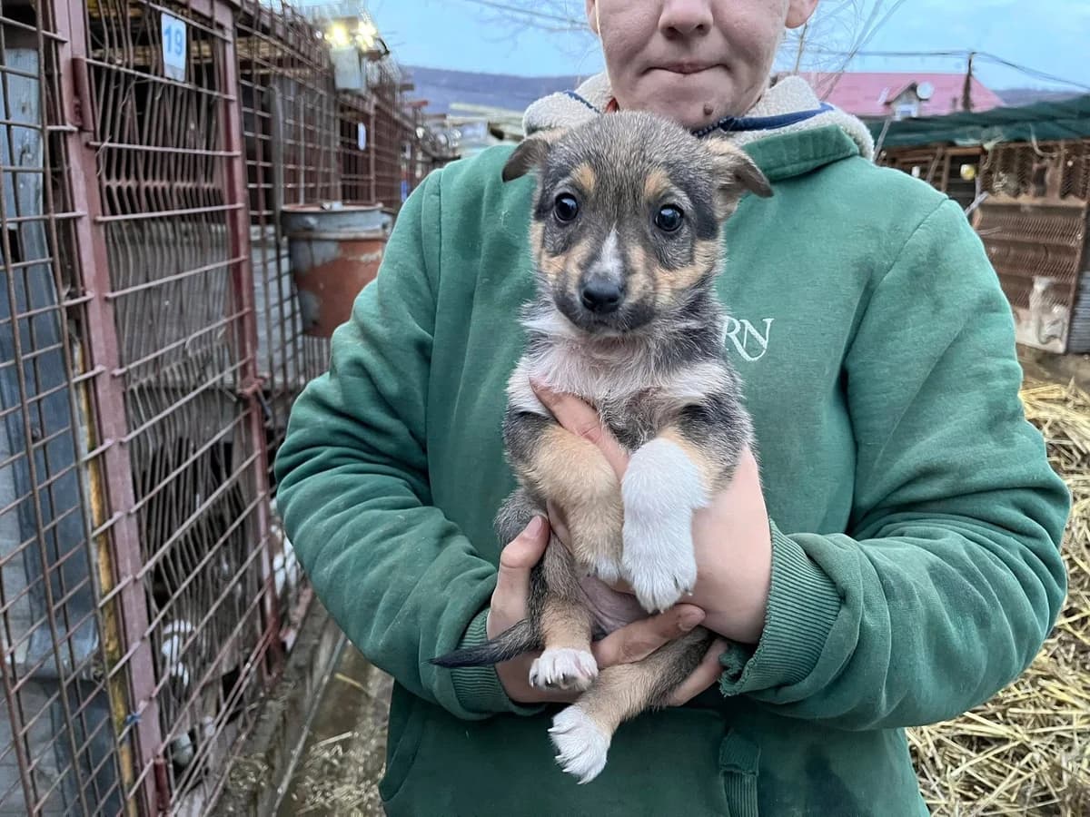 Merry, female puppy Mixed Breed for adoption at Ein Herz für Streuner e.V., München