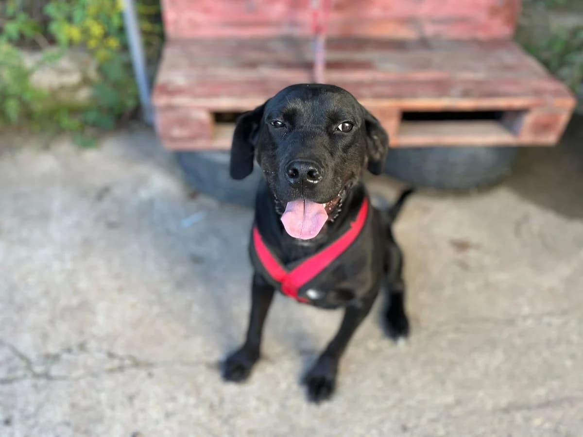 Meta, weiß female 5yo Mixed Breed for adoption at Ein Herz für Streuner e.V., München