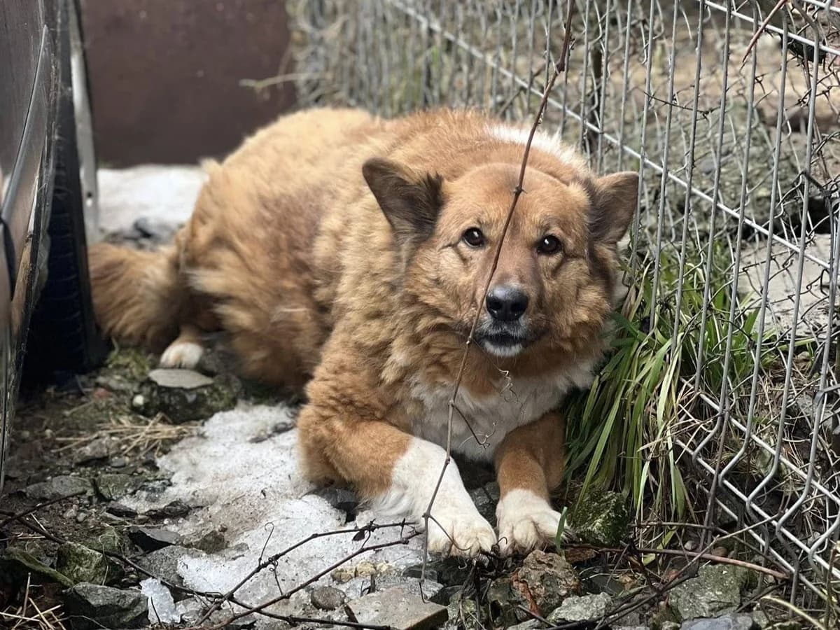 Mette, female senior Mixed Breed for adoption at Ein Herz für Streuner e.V., München