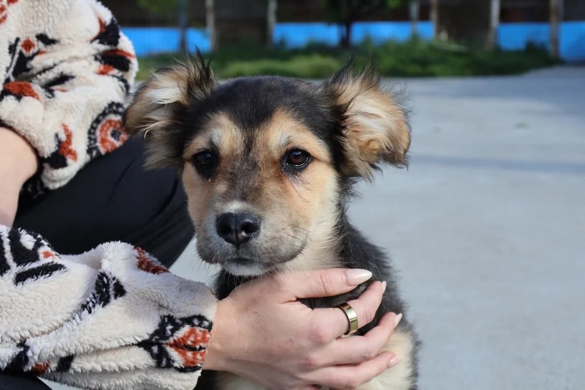 Mexes, braun male puppy Mixed Breed for adoption at Ein Herz für Streuner e.V., München