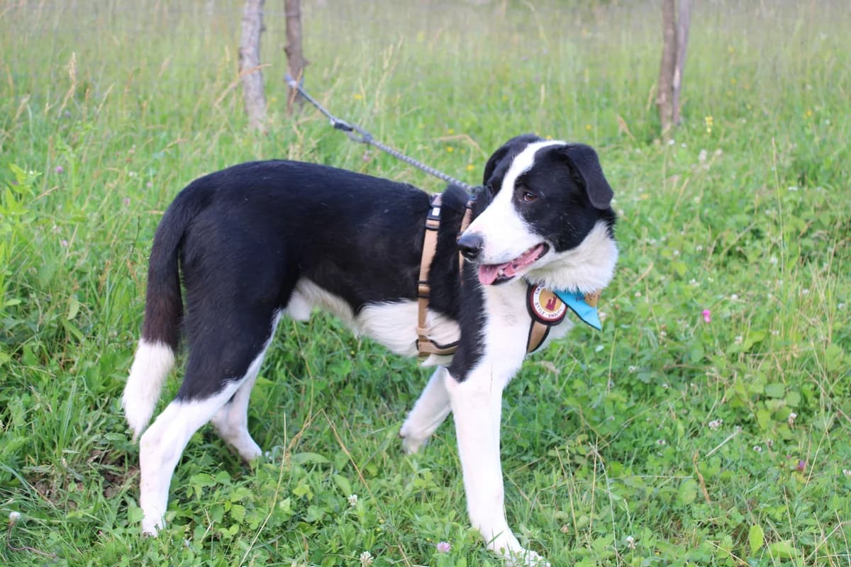 Mexx, male 5yo Mixed Breed for adoption at Ein Herz für Streuner e.V., München