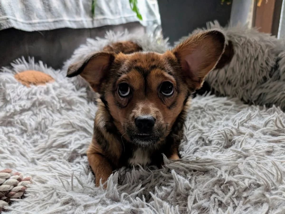 Mey, weiß female puppy Mixed Breed for adoption at Ein Herz für Streuner e.V., München