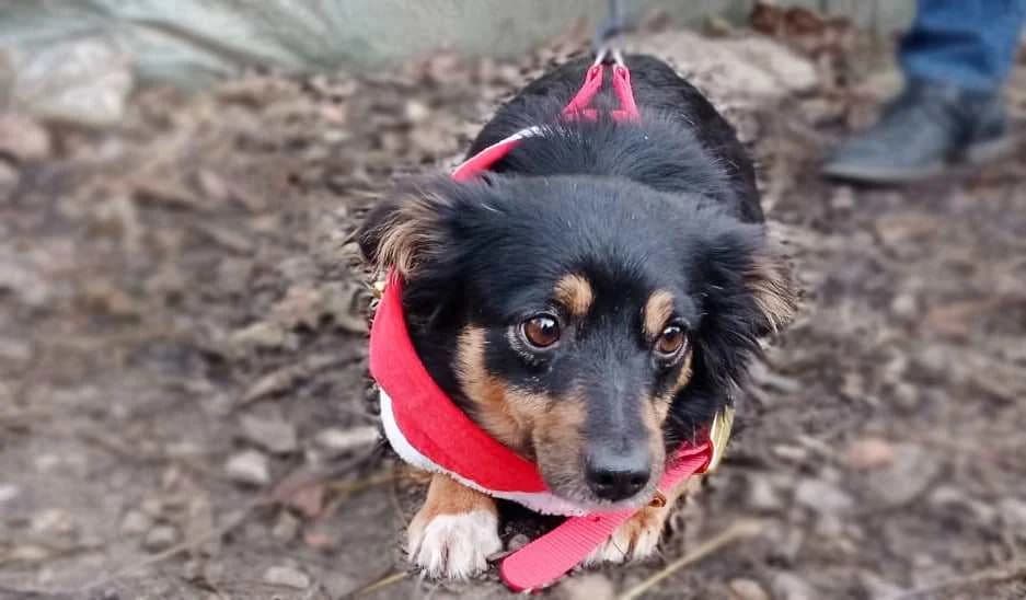 Mia, female 3yo Mixed Breed for adoption at Ein Herz für Streuner e.V., München