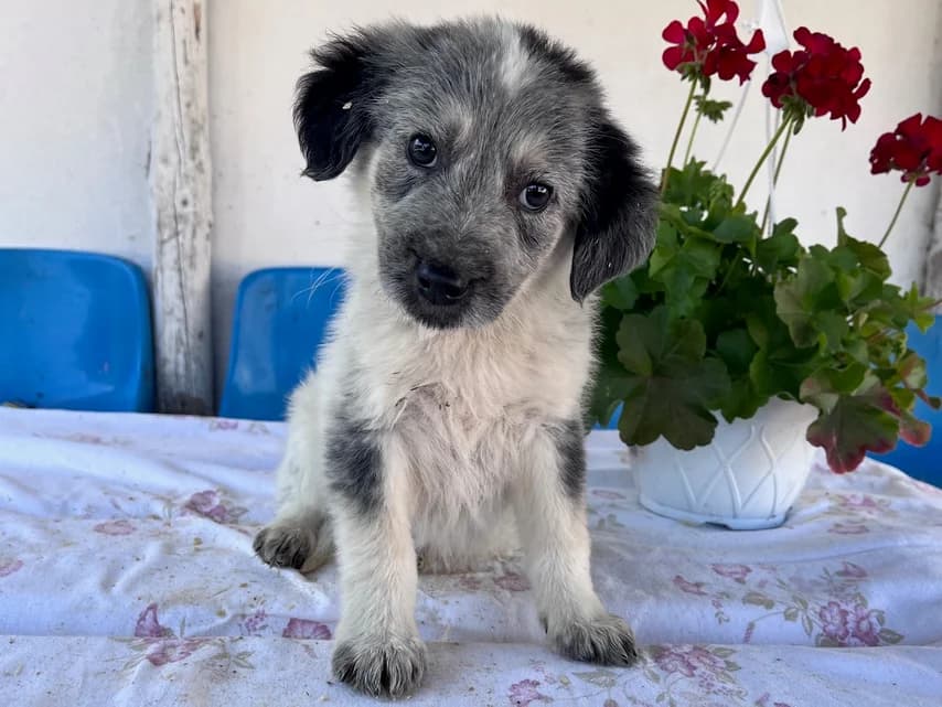 Mia, female puppy Mixed Breed for adoption at Ein Herz für Streuner e.V., München
