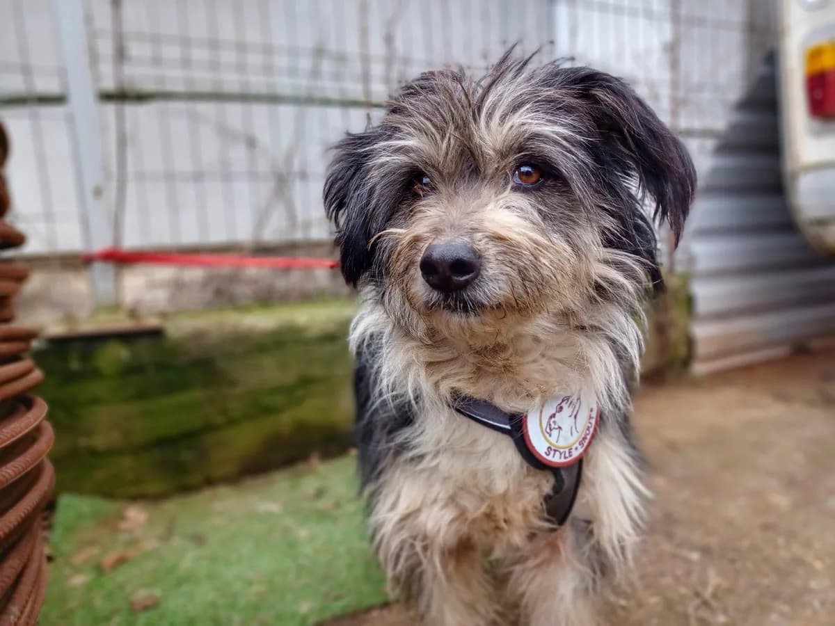 Mia, grau female 3yo Mixed Breed for adoption at Ein Herz für Streuner e.V., München