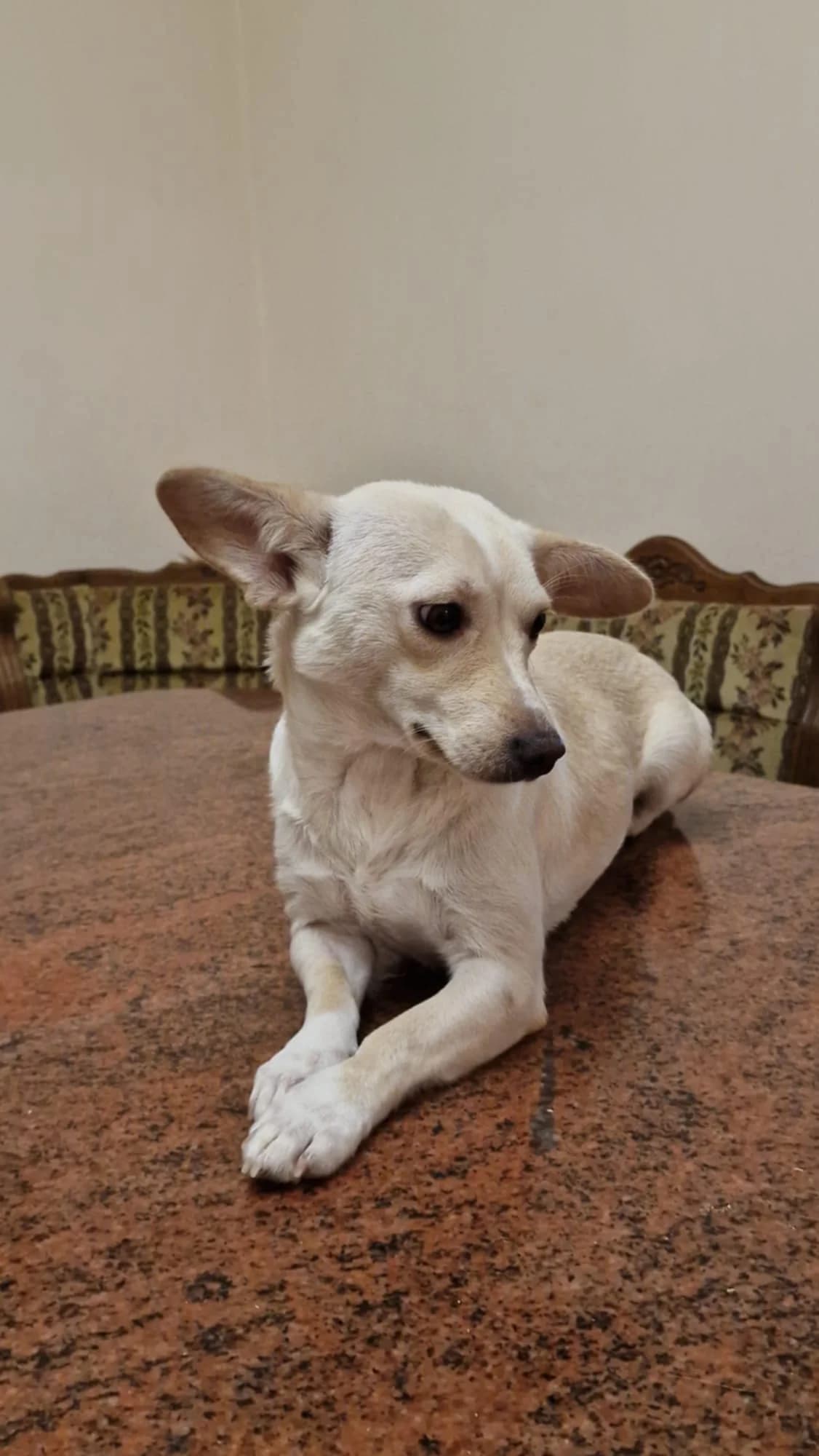 Mia, young Mixed Breed for adoption at Ein Herz für Streuner e.V., München