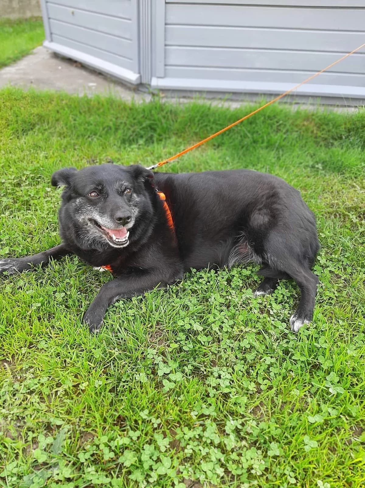 Mia, female 7yo Mixed Breed for adoption at Ein Herz für Streuner e.V., München