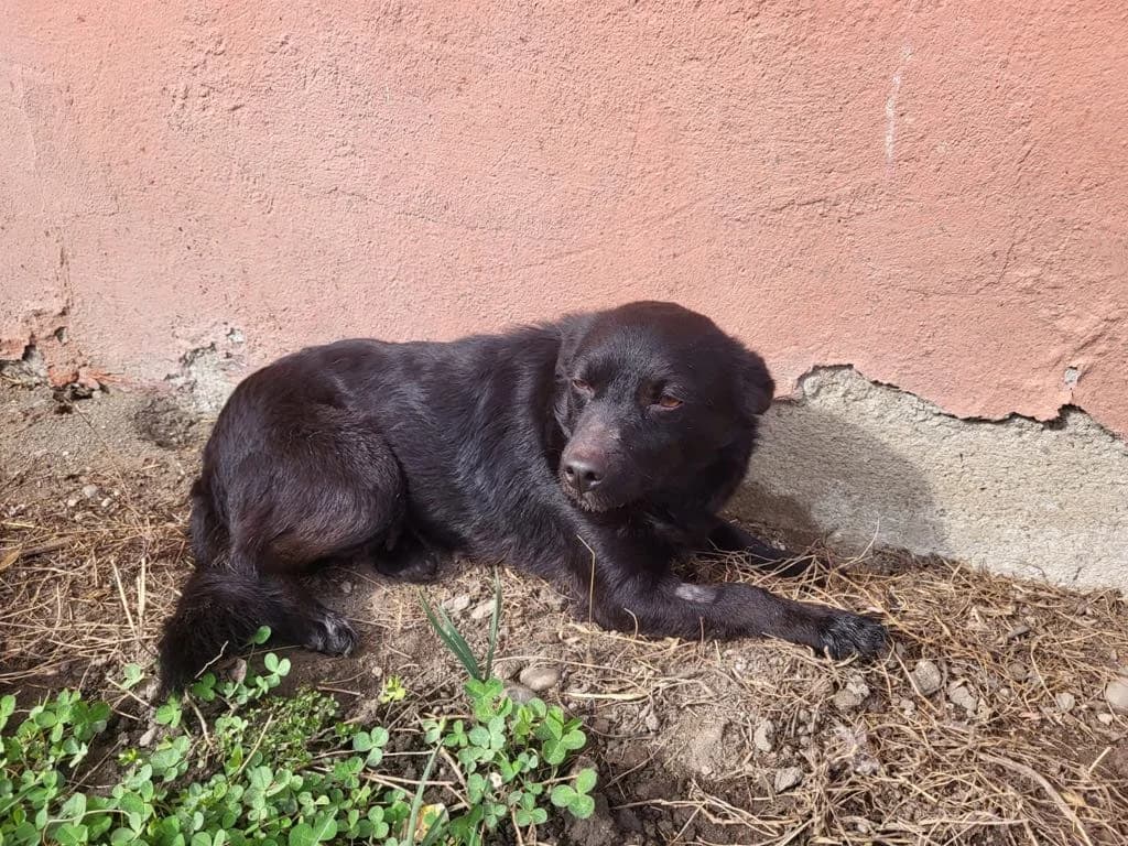 Mia, female 3yo Mixed Breed for adoption at Ein Herz für Streuner e.V., München