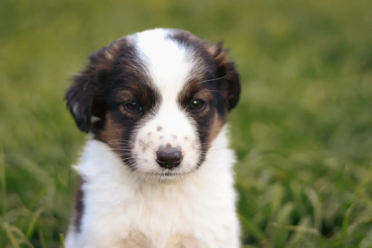 Mia, weiß female puppy Mixed Breed for adoption at Ein Herz für Streuner e.V., München