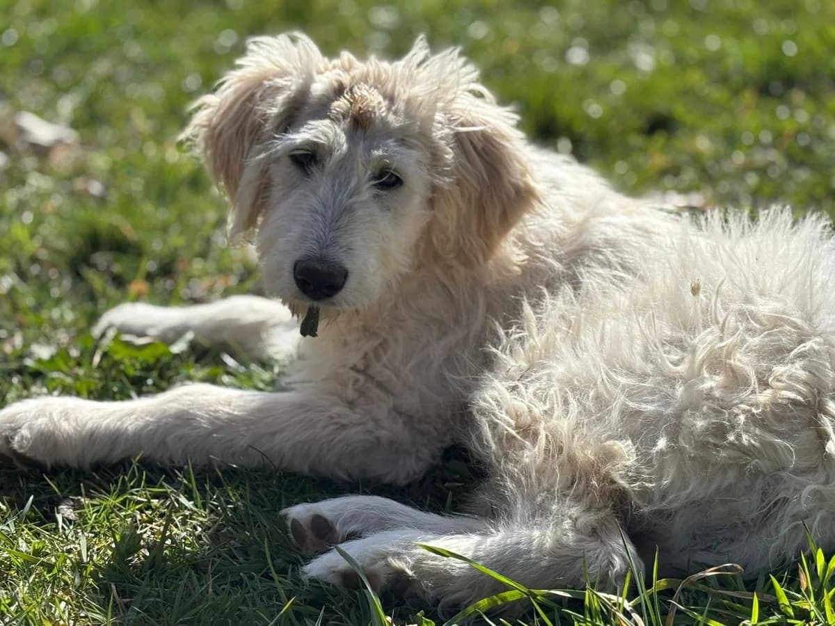 Mia, weiß female puppy Mixed Breed for adoption at Ein Herz für Streuner e.V., München