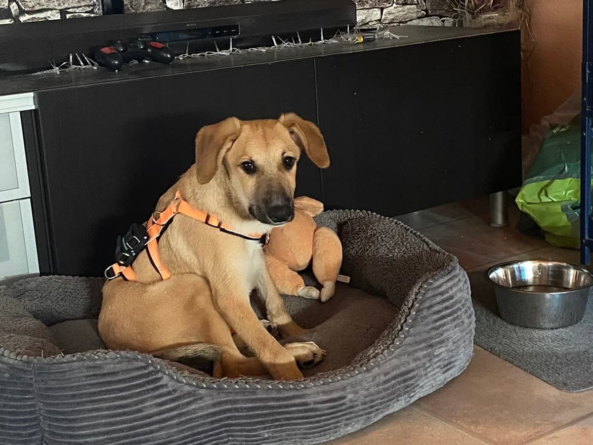 Miami, golden male puppy Mixed Breed for adoption at Ein Herz für Streuner e.V., München