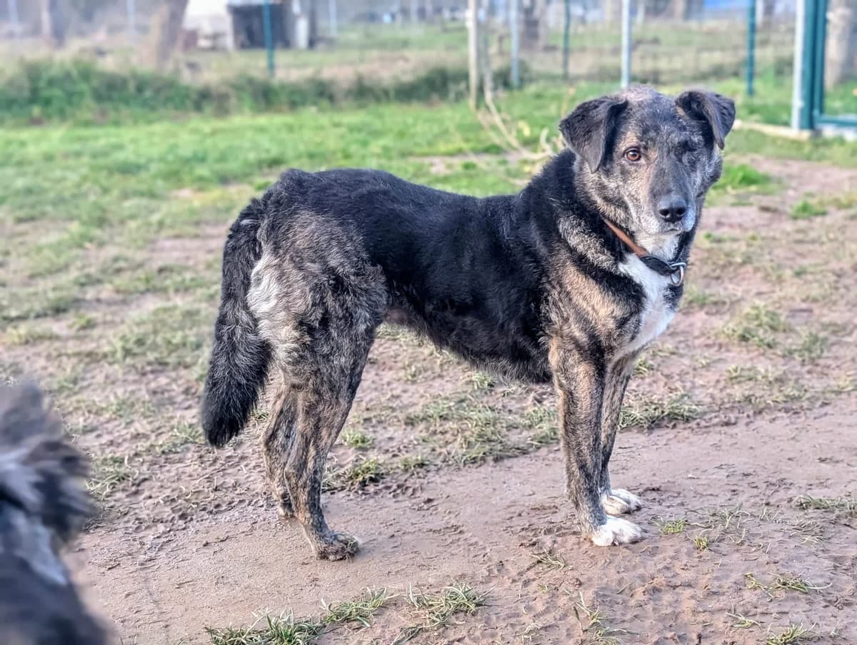 Miba, weiß female senior Mixed Breed for adoption at Ein Herz für Streuner e.V., München