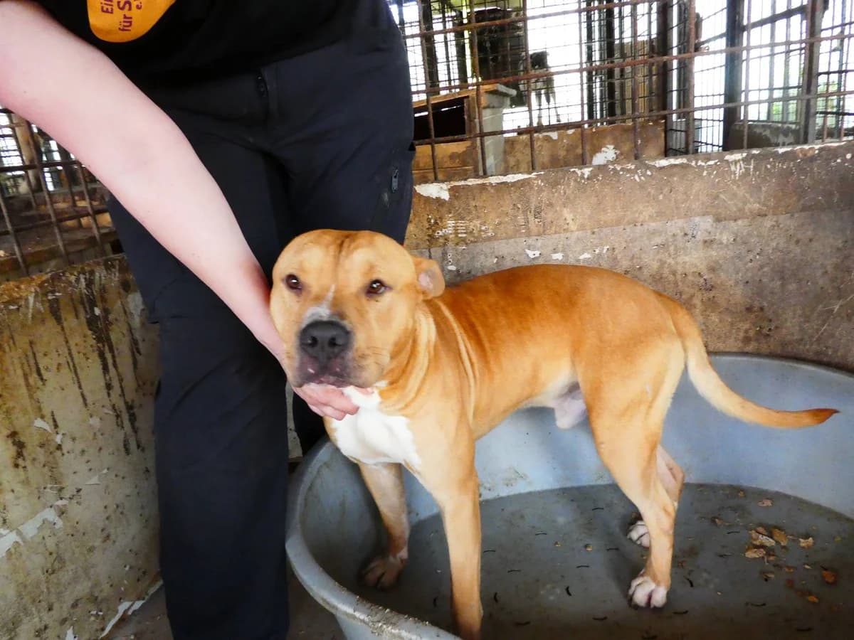 Mican, male 5yo Mixed Breed for adoption at Ein Herz für Streuner e.V., München