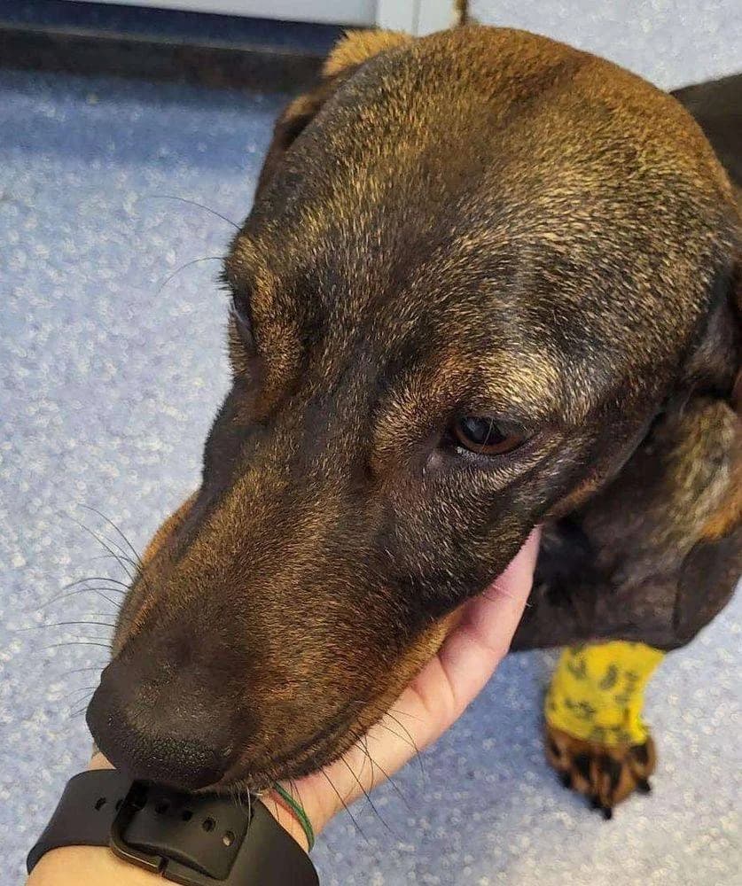 Michel, Mixed Breed for adoption at Ein Herz für Streuner e.V., München