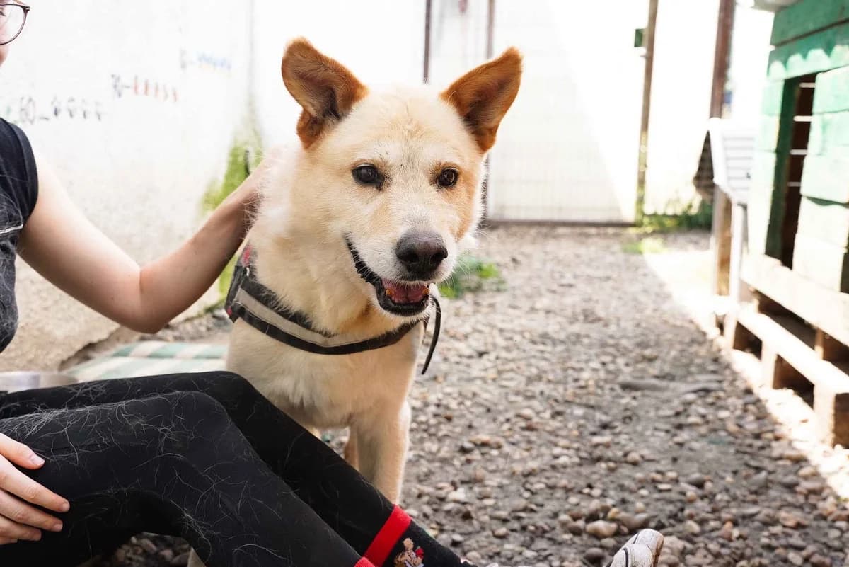 Michel, male 5yo Mixed Breed for adoption at Ein Herz für Streuner e.V., München