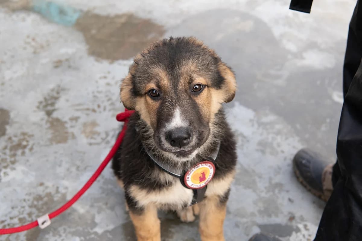 Michi, weiß male puppy Mixed Breed for adoption at Ein Herz für Streuner e.V., München