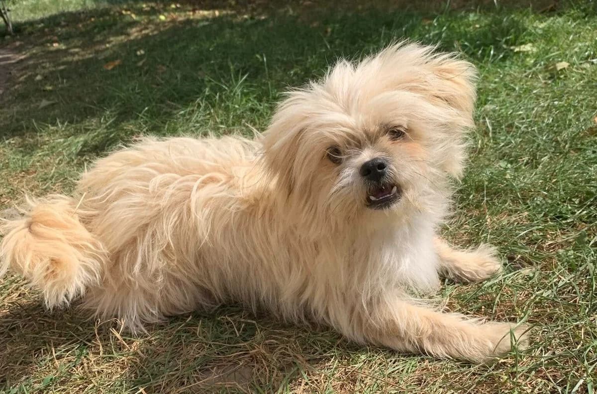 Michi, young Mixed Breed for adoption at Ein Herz für Streuner e.V., München