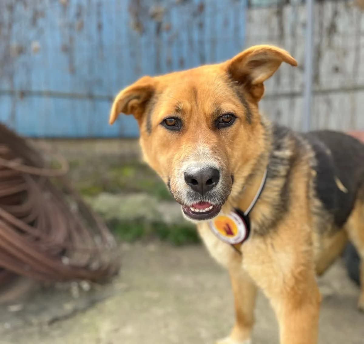 Michonne, female young Mixed Breed for adoption at Ein Herz für Streuner e.V., München