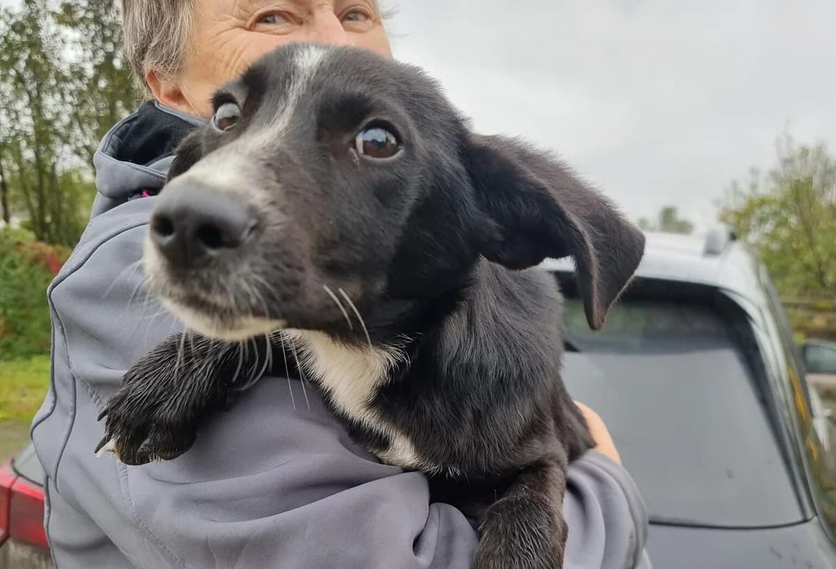 Mickey, male puppy Mixed Breed for adoption at Ein Herz für Streuner e.V., München