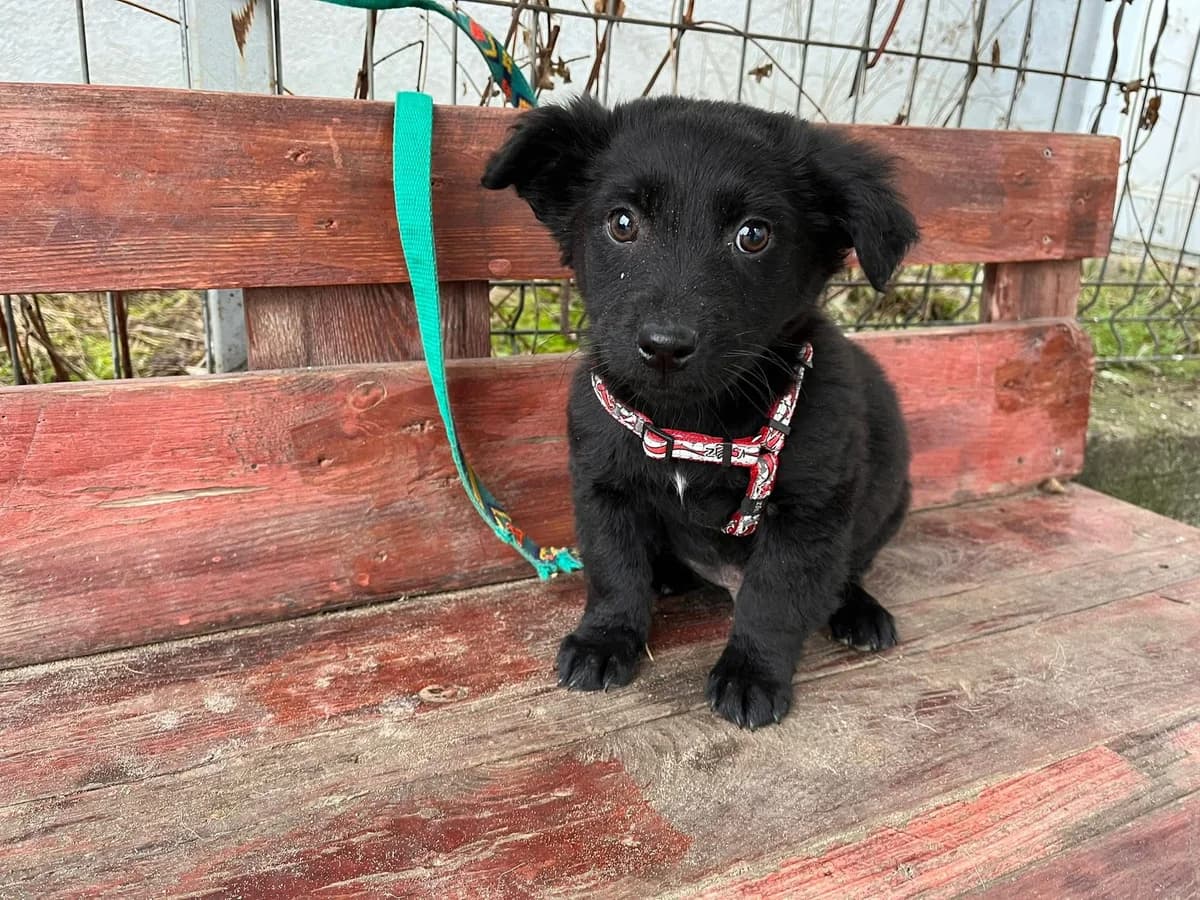 Mickey, male puppy Mixed Breed for adoption at Ein Herz für Streuner e.V., München